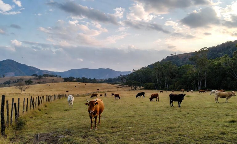 Ethically sourced skincare ingredients from farm to skin