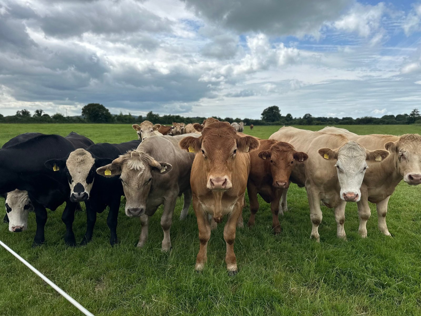 Close-up of creamy tallow balm in glass jar with rustic British countryside pasture in background