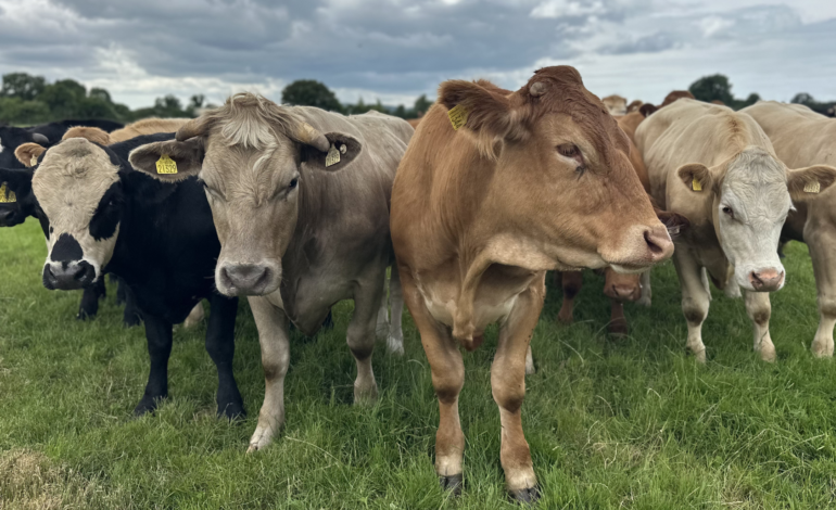 Close-up of a scientist reviewing natural skincare ingredients and cattle sourcing documentation