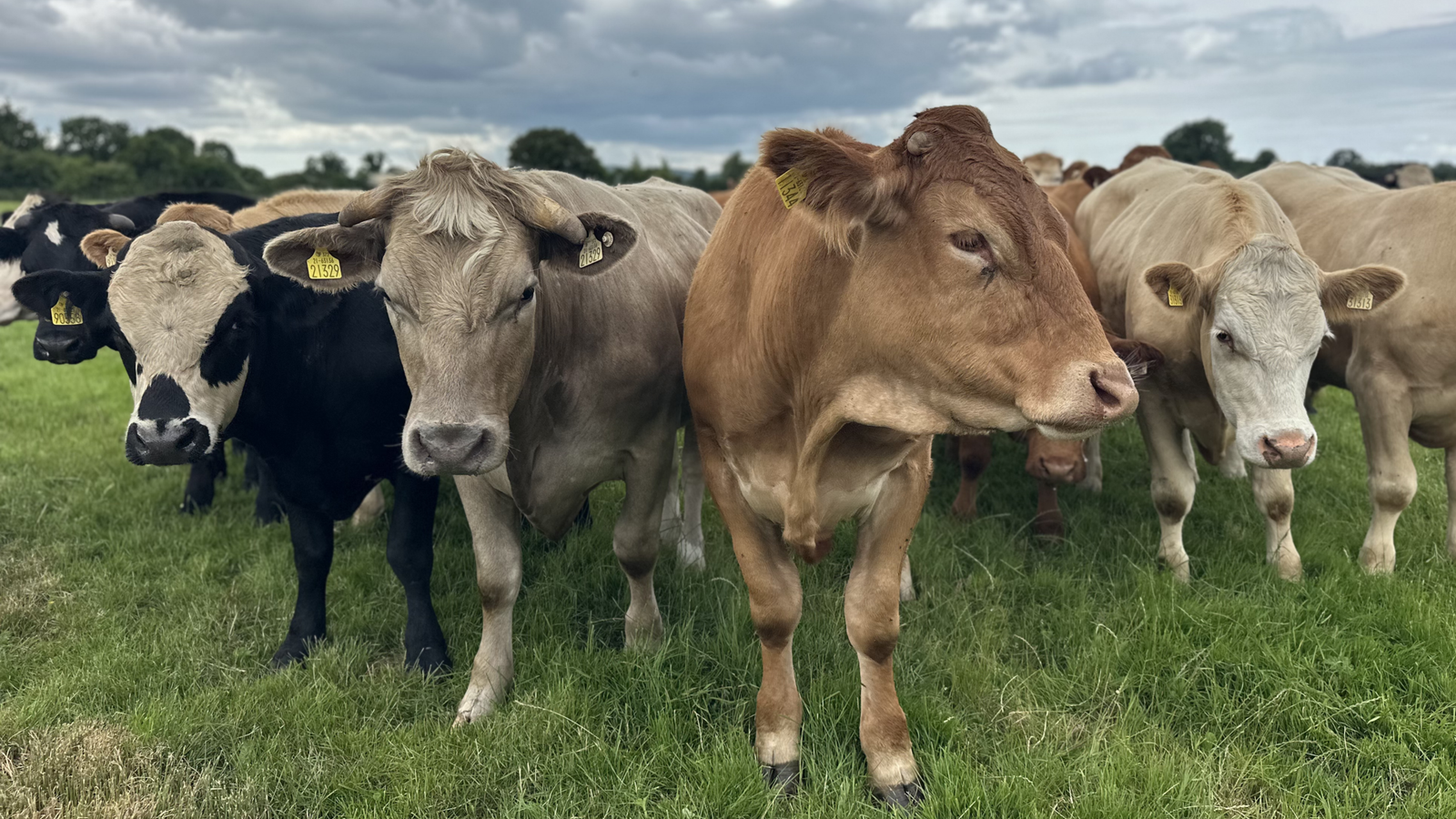 Close-up of a scientist reviewing natural skincare ingredients and cattle sourcing documentation